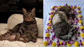 What to do when your pet passes away in Singapore: How I dealt with my cat's death