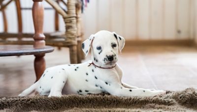 Dalmatian Puppy’s Rare Heart Spots and Unique Eyes Break the Internet