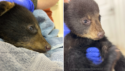 Orphaned bear cub thriving after rescue, wildlife refuge says