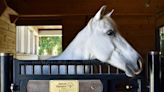 East Bradenton equine therapy program needs room to grow | Your Observer