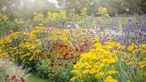 These Perennial Flowers Pop Up Every Blooming Season