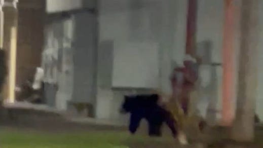 Fort Myers neighborhood buzzing about black bear sighting near a Dunkin' in Gateway