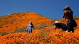 California Police to Influencers: Stay Away From the Poppies or We’ll Arrest You