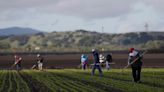 Farmworkers in the US cultivate their own heat safety standards - AGCanada