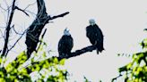 After the storm, bald eagles ‘Nick’ and ‘Nora’ left desperately searching for their eaglets