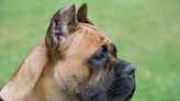 Scaredy Cat Cane Corso Refuses to Swim Unless Mom Helps Him