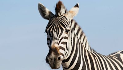 Zebra caught after 6 days on the run