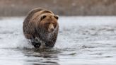 Close Call of The Week: Grizzly Bluff Charge in Alaska