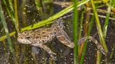 Facing an uncertain future, 70 endangered yellow-legged frogs released in California lake