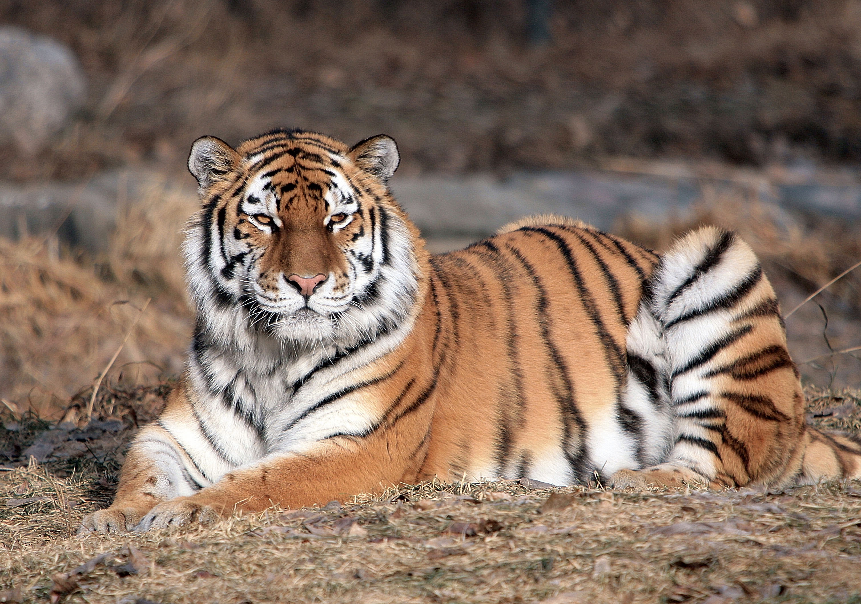 U.S.-Mexico border agents on alert for escaped tiger