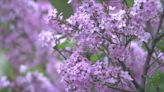 Lilac Festival 2024: What’s happening on Sunday, May 19