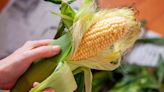 The Best Way To Shuck Corn in One Swift Move, According to a Corn Farmer