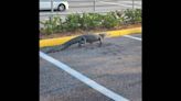 Alligator at a Florida Publix? Gator in parking lot ‘on his way to pick up a Pub Sub’