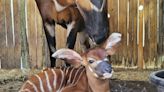 Bouncing baby bongo born at Jacksonville Zoo; third calf of endangered species since June