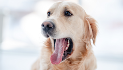 Golden Retriever's Face After Dog Dad Does Magic Trick Is So Pure