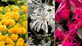 Spring-flowering shrubs – 11 choices for beautiful seasonal blooms