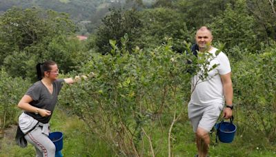 Arándanos de Tellego, de la planta a la mesa