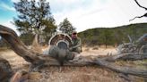 Driftwood Outdoors: Completion of Turkey World Slam about people and places