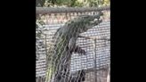 Talk show hosts alarmed about crocodile climbing fence in ‘close call’