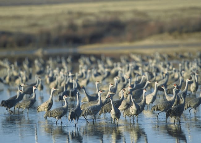 US Fish and Wildlife Service to add up to 700,000 acres to Muleshoe National Wildlife Refuge