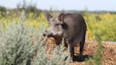 Alberta's Squeal on Pigs campaign seeing success in battle against wild boar