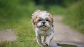 Explanation of Shih-Tzu Breed and Their Purpose Has People Hugging Their Pups Tighter