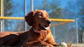 Golden Retriever's Day at Colorado's 'Bark at the Park' Is a Total Dream