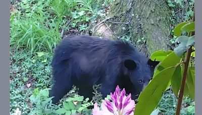 Black bear sightings reported in Cumberland County township: police