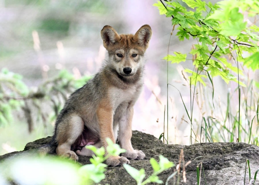 Brookfield Zoo Chicago seeks public’s help in naming Mexican wolf pup