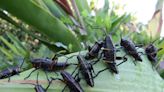 The Plant Doctor: Unwelcome garden visitors are back again