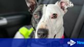 Scotland's 'loneliest' dog finds forever home after 767 days at shelter