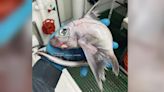 驚！挪威漁夫捕到巨眼無鱗片「科學怪魚」 滿身詭異縫線