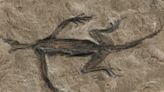 Ancient lizard ‘fossil’ that fooled scientific world was painted on to rock