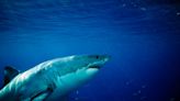 Unraveling The Movements Of White Sharks