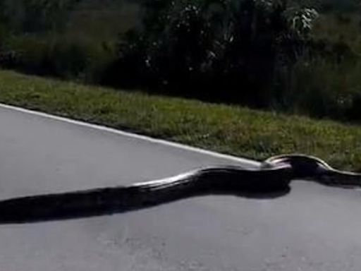 Florida Lt. Gov. Jeanette Nunez kicks off annual state python hunt