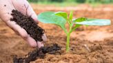 7 Best Fertilizer Stocks To Invest In for November 2022