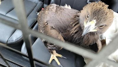 It's a bird! It's a plane! It's a baby eagle rescued by an Arizona sheriff's office!