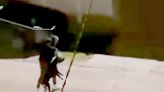 Un hombre fue filmado mientras maltrataba a un perro - Diario El Sureño