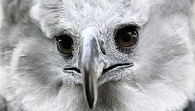 In Colombia, a long, perilous romance to save the harpy eagle