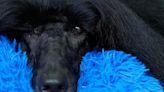 At Westminster dog show, a display of dogs and devotion