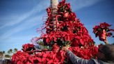 'Christmas Cards' from Fort Myers Beach: Photographer's uplifting images brighten season