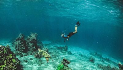 Quels sont les meilleurs spots de plongée pour observer la vie marine à travers le monde ?