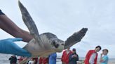 'This is why we do what we do.' Rare turtles released in Dennis as federal funding sought