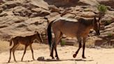 Rising waters trap horse and foal on beach at popular lake in Arizona, officials say