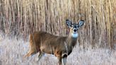 Deadline to apply for North Dakota deer gun license is Wednesday, June 5