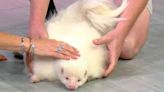 Creature Feature: Albino striped skunk