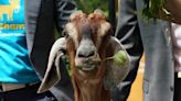 Hoofed hilarity: Five odd tales of GOATed goats