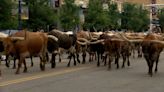 60 Texas Longhorns to parade in Coors Cowboy Club Cattle Drive on June 8