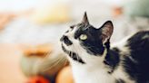 What Thanksgiving Foods Can Cats Eat? Here's What Should (and Shouldn't) Be on Their Plate, According to a Vet