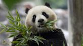 China to send two giant pandas to Washington, DC, zoo